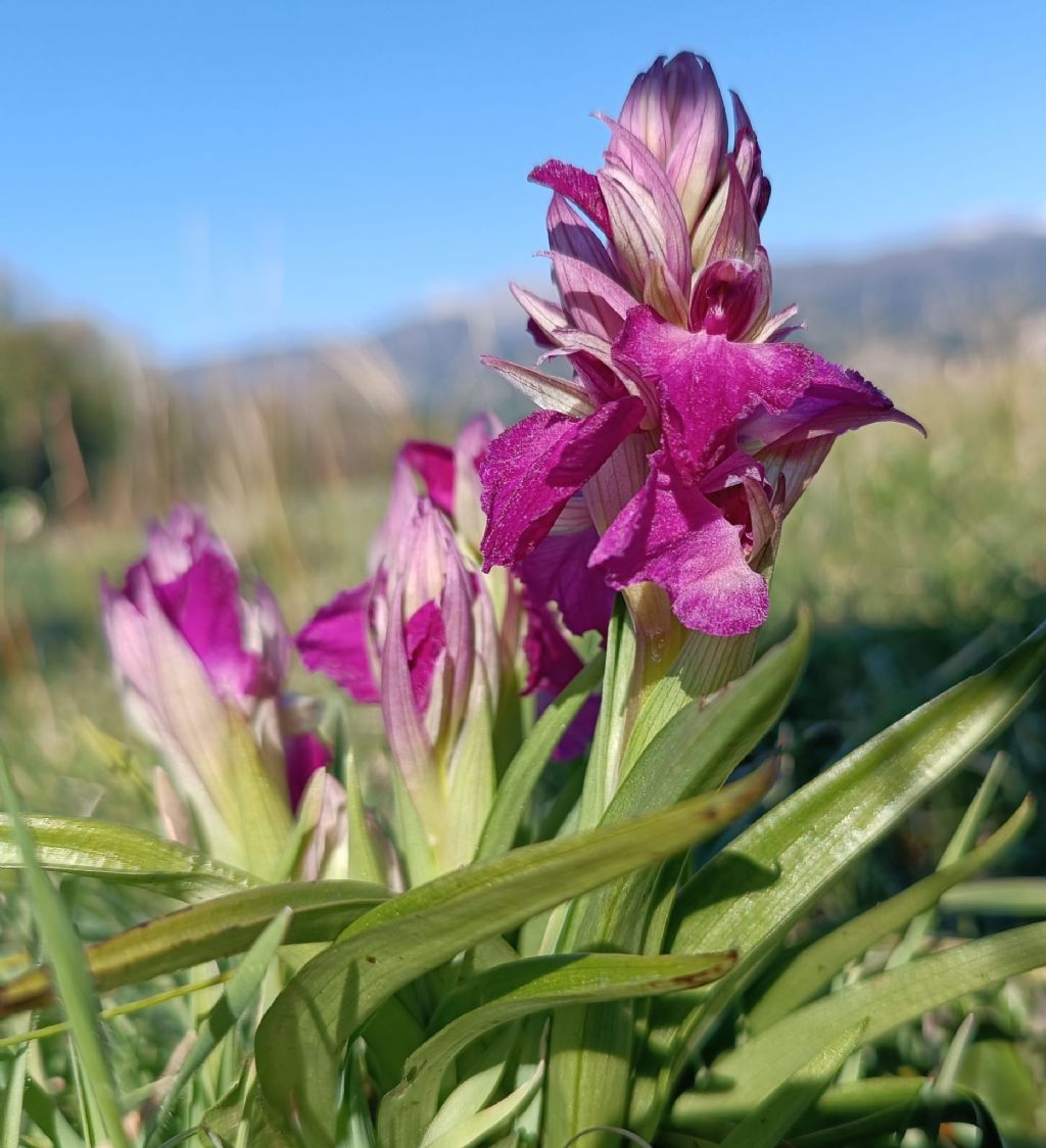 Serapicamptis bevilaquae